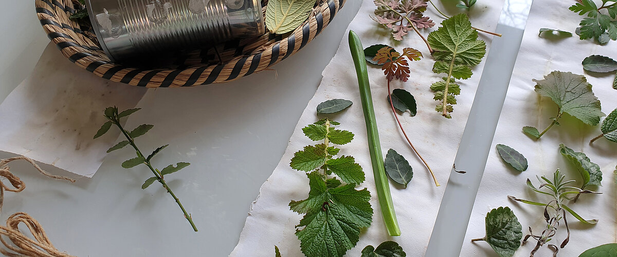 Plants and Leaves for a DIY Herb Pot