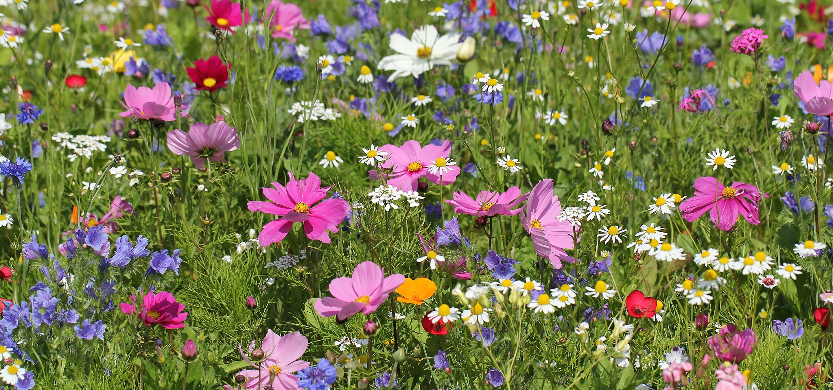Beautiful flower meadow